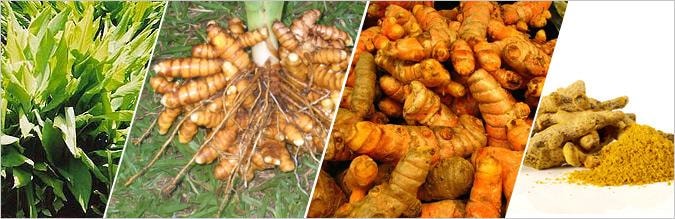 turmeric plant root and powder